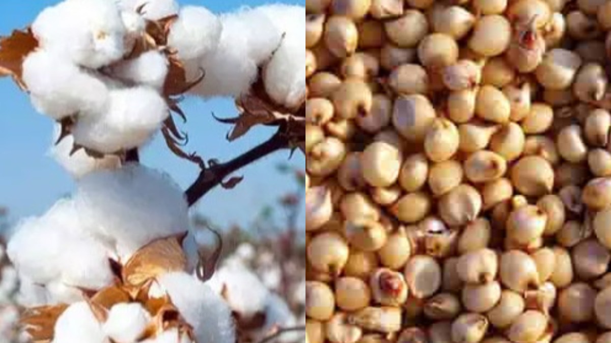 JowarCotton Interim Crop Insurance ಬೆಳೆ ವಿಮೆ ಪರಿಹಾರ ಮಂಜೂರು, ಯಾರಿಗೆಲ್ಲ