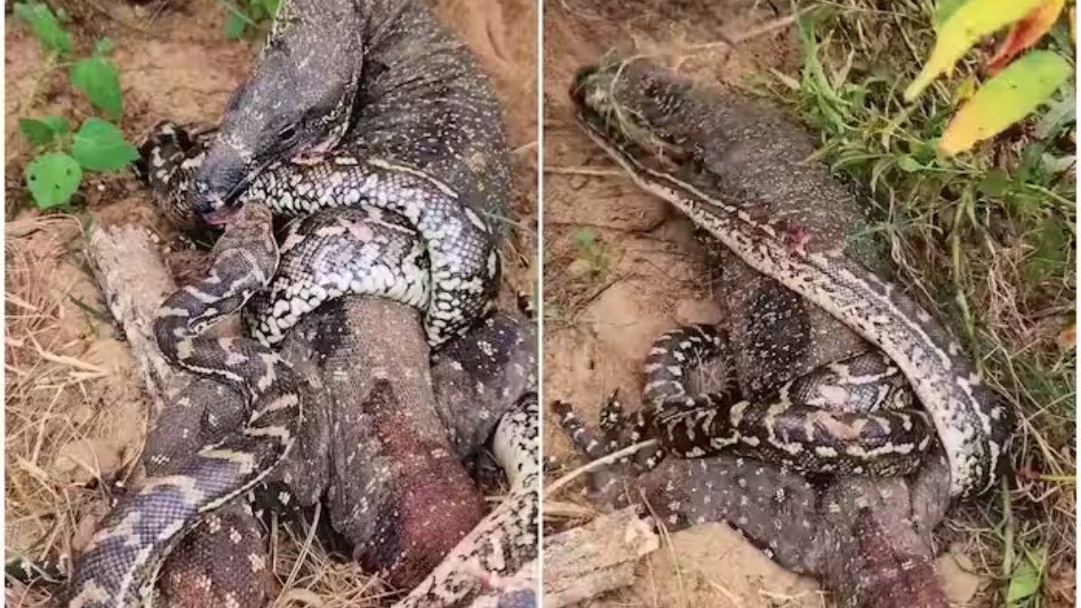 ಹೆಬ್ಬಾವು Vs ಕೊಮೊಡೊ ಡ್ರ್ಯಾಗನ್: ಗೆದ್ದಿದ್ದು ಯಾರು ವಿಡಿಯೋ ನೋಡಿ.... | Python