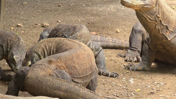 ಹೆಬ್ಬಾವು Vs ಕೊಮೊಡೊ ಡ್ರ್ಯಾಗನ್: ಗೆದ್ದಿದ್ದು ಯಾರು ವಿಡಿಯೋ ನೋಡಿ.... | Python