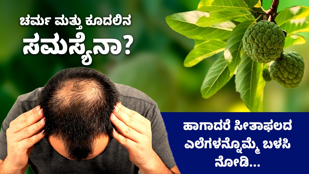 Custard Apple Leaves ಚರ್ಮ ಮತ್ತು ಕೂದಲಿನ ಸಮಸ್ಯೆನಾ? ಹಾಗಾದರೆ ಸೀತಾಫಲದ
