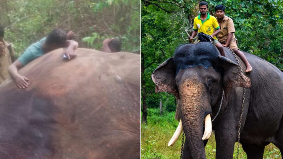 Elephant Arjuna Death ದಸರಾ ಅಂಬಾರಿ ಹೊತ್ತು ಮೆರೆದಿದ್ದ ಅರ್ಜುನ ಕಣ್ಣೇದುರೇ