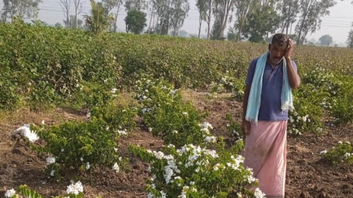 ಮಲ್ಲಿಗೆ ಹೂ ಕೃಷಿಯಲ್ಲಿ ಯಶಸ್ಸು ಕಂಡ ಮಾದರಿ ರೈತ Success in Jasmine Flower