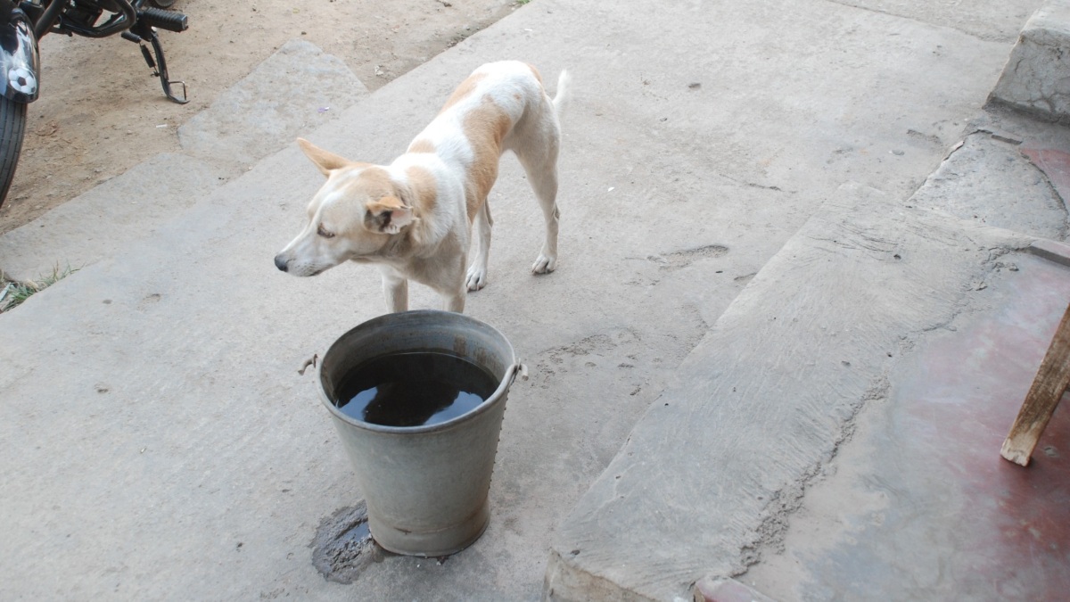 ಬೇಸಿಗೆಯಲ್ಲಿ ಪ್ರಾಣಿ ಸಂಕುಲ ಕಾಪಾಡಲು ಮೈಸೂರಿನಲ್ಲಿ ವಿಶೇಷ ಕಾರ್ಯಕ್ರಮ ನೀವೂ ಕೈ