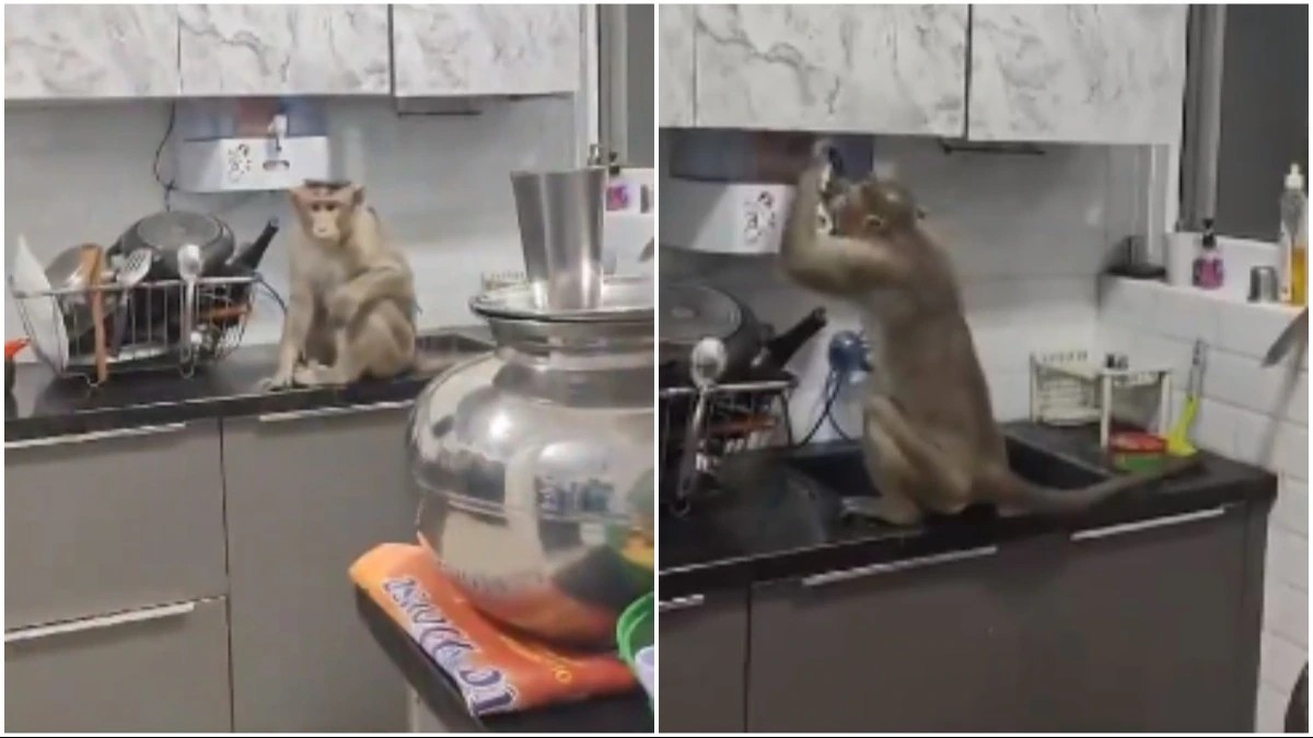 Monkey Drink RO Water: ಮನೆಗೆ ನುಗ್ಗಿ ಅಕ್ವಾಗಾರ್ಡ್ ಮೂಲಕ ಶುದ್ಧ ನೀರು ಕುಡಿದ ...