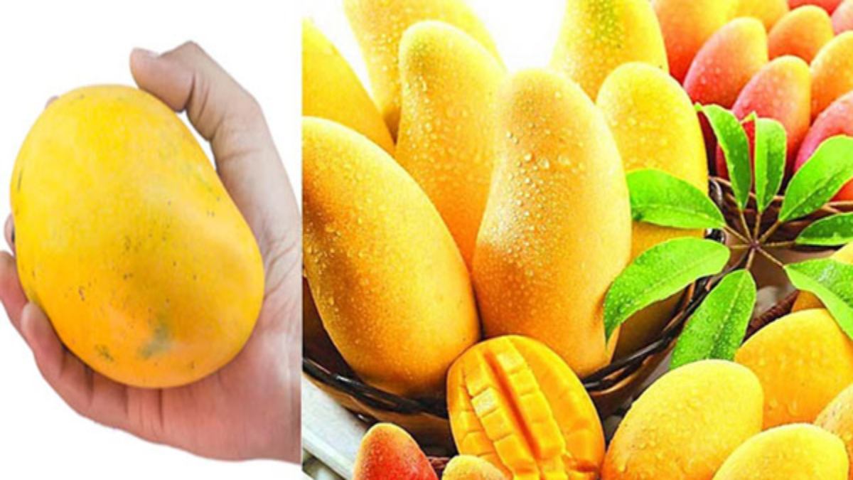Mango Health Benefits ಮಾವಿನ ಹಣ್ಣು ತಿಂದರೆ ಕಣ್ಣರಳುತ್ತೆ ಸಂಗಾತಿ ಕಂಡರೆ ಈ ಪ್ರೇಮಫಲದ ಬಗ್ಗೆ ನಿಮಗಿದು