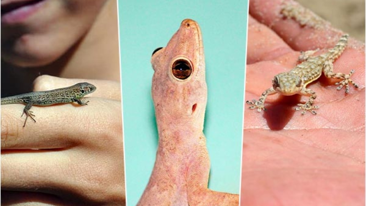 Lizard Sound Mean ಮನೆಯಲ್ಲಿ ಹಲ್ಲಿಯ ಸದ್ದು ಕೇಳಿದರೆ ಶುಭವೋ? ಅಶುಭವೋ? what