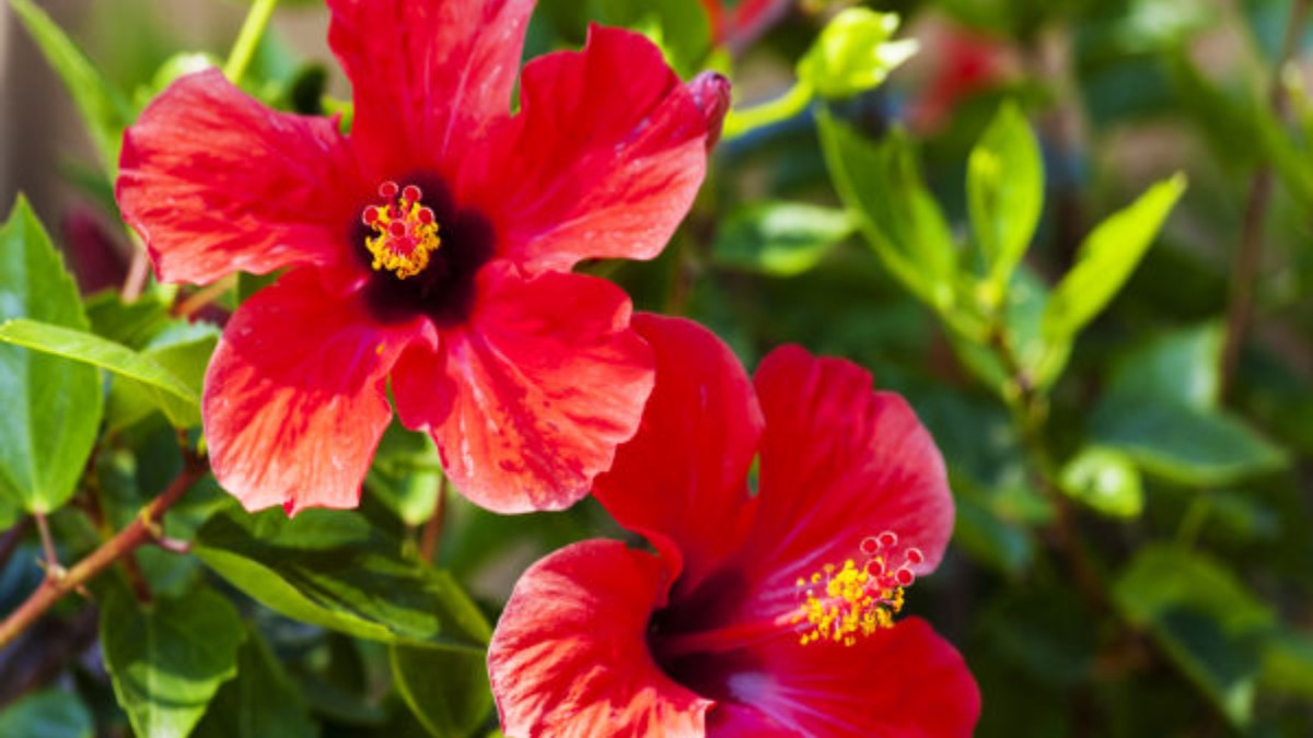 Hibiscus Plant Placing ದಾಸವಾಳ ಗಿಡ ಇದಿಯಾ? ಮನೆಯ ಈ ದಿಕ್ಕಿನಲ್ಲಿ ನೆಡಬೇಡಿ... ಯಾಕೆಂದರೆ.. home garden
