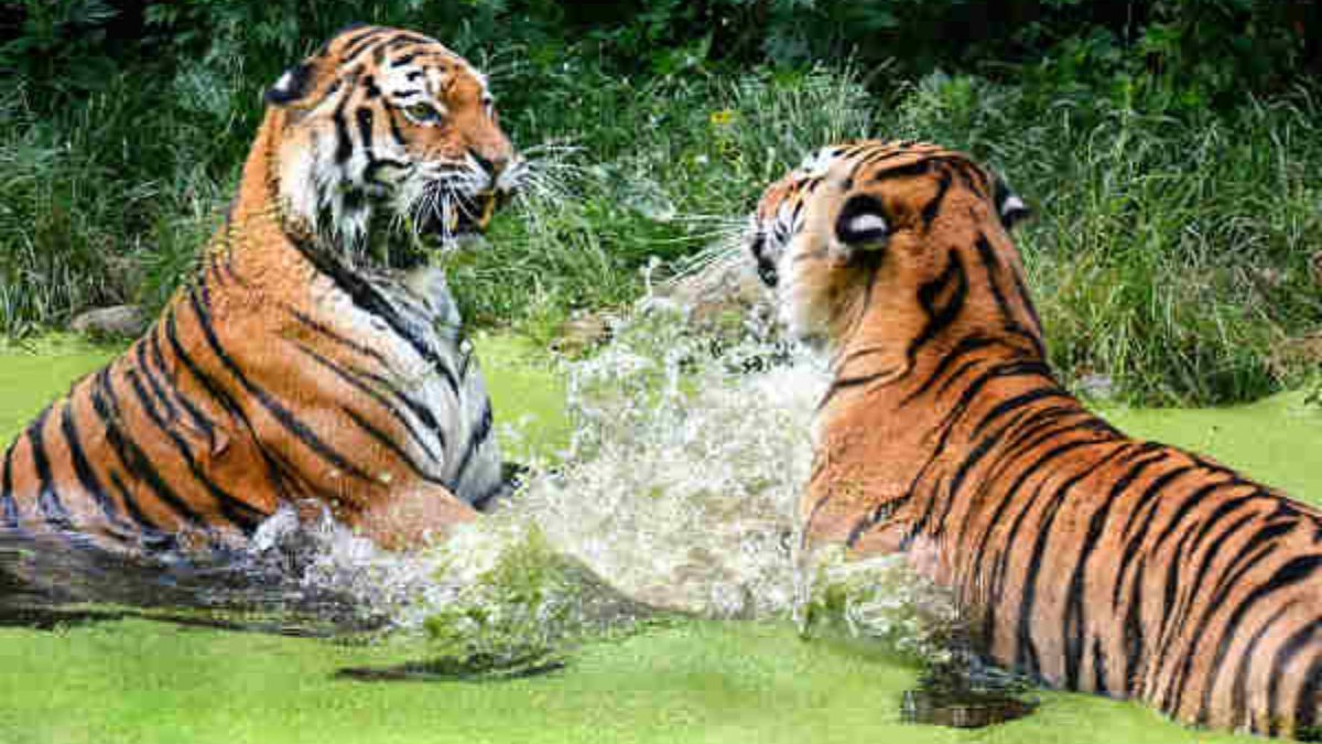 World Tiger Day 2024: ಹುಲಿಗಳ ಸಂತತಿ ನಾಶವಾದರೆ ಪರಿಸರವೇ ನಾಶ, ನಿಮಗೆ ಗೊತ್ತಿರದ