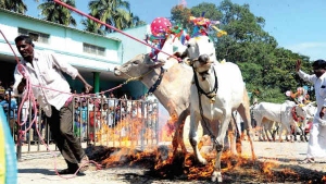 ಸಂಕ್ರಾಂತಿ; ನಮ್ಮ ಬದುಕನ್ನು ಒಳಿತಿನ ಕಡೆಗೆ ನಡೆಸುವ ಹಬ್ಬ