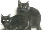 Sindhu and Bindu - Two naughty black cats