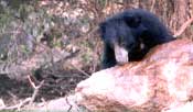 Karnataka Kaleidoscope : Bear Sanctuary near Hampi