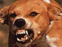 Grrrrr.. Stay away from any stray dog