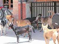 Killer dogs of Bangalore city