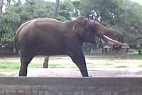 An Elephant in Mysore Zoo