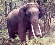 Elephant in the Biligiri Hills forest