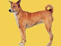 Bangalore smells Stray dog Biriyani