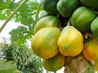 Home Medicine : Tulasi and Papaye