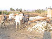 Greeting Cards as sweet as Bellary jaggery