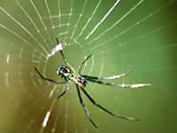 Weaving Dreams dutifully...