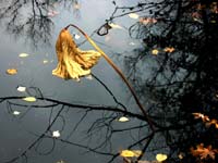 Kere Balaga, a poem by Triveni Narayana