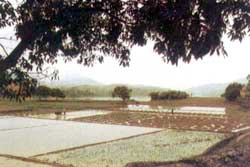 A Challenge of Draught to Agriculture