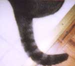 Utility of Tail