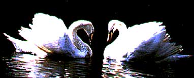 Passionate Swans