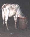 A Cow drinking Boosa Water !