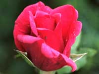 Red Rose, a symbol of Love...