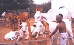 Recipient enjoying time with cattle