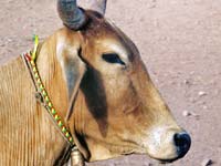 Punyakoti, The Magnanimous Cow