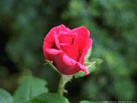 Home Medicine : Rose