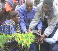 Maathai planting trees ensures a greener and cleaner environment for everyone