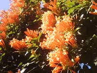 Beautiful thy name is Bignonia