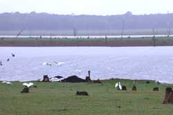 The Beautiful Kabini