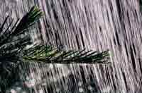 ... but, Still I love Rain