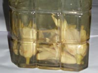 This Sampige is not born to blush!