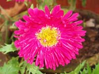 Birth Day chrysanthemum Bouquet for my Dear Karnataka