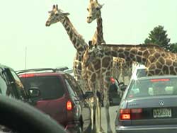 Giraffes stop vehicles for bribe ?
