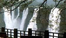 World famous Jog Falls during rainy season