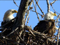 True story of bald eagles in Washington