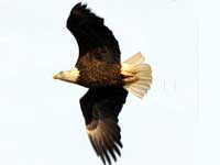 True story of bald eagles in Washington