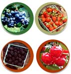 Assorted Berries from Butlers Orchard