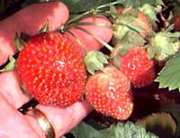 Ripe Strawberries ready for plucking